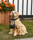 Садовая фигурка на солнечной батарее Лабрадор LabraGarden