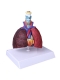 Разборная анатомическая модель лёгких человека Corpo Pulmo